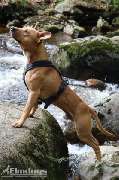 Elmdogs - GALLERY
