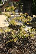 Elztal Gartenbau - 27