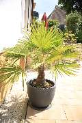Elztal Gartenbau - 28