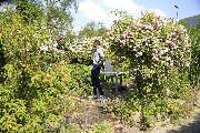 Elztal Gartenbau - 36