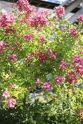 Elztal Gartenbau - 40