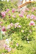 Elztal Gartenbau - 41