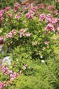 Elztal Gartenbau - 42
