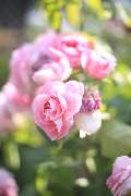Elztal Gartenbau - 45