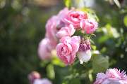 Elztal Gartenbau - 46