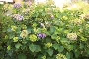 Elztal Gartenbau - 51