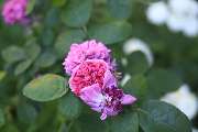 Elztal Gartenbau - 52