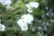 Elztal Gartenbau - 53