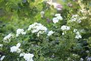 Elztal Gartenbau - 54