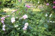 Elztal Gartenbau - 55