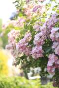 Elztal Gartenbau - 56