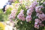 Elztal Gartenbau - 57