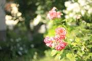 Elztal Gartenbau - 58