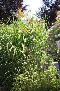 Elztal Gartenbau - 60