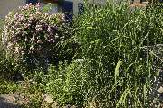 Elztal Gartenbau - 63