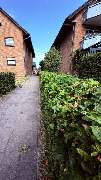 Emsland Gartenservice - IMG_1202.jpeg
