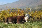 Enoteca Italiana - GALLERY