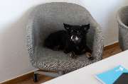 eology Bürohund