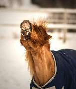 Equinus Sanitas - 13