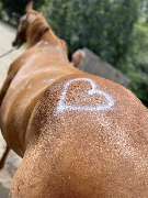 equus-curare - GALLERY