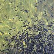 Erzgebirgs-Fisch GbR - GALLERY