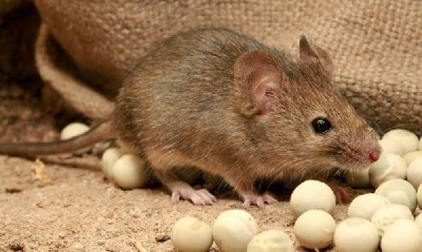 ExPest Schädlingsbekämpfung - 3