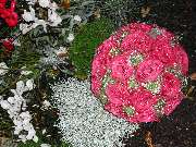 Fa. Blumen Steinle GmbH - GALLERY