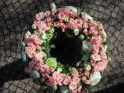 Fa. Blumen Steinle GmbH - GALLERY