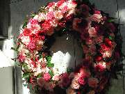 Fa. Blumen Steinle GmbH - GALLERY