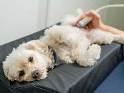 Fachzentrum für Kleintiermedizin Langenhagen, Tierarzt Dr. Bogenhagen & Stegen, DECVS - GALLERY