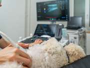 Fachzentrum für Kleintiermedizin Langenhagen, Tierarzt Dr. Bogenhagen & Stegen, DECVS - GALLERY