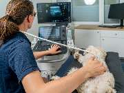 Fachzentrum für Kleintiermedizin Langenhagen, Tierarzt Dr. Bogenhagen & Stegen, DECVS - GALLERY