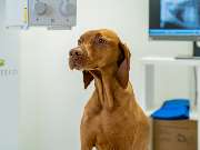 Fachzentrum für Kleintiermedizin Langenhagen, Tierarzt Dr. Bogenhagen & Stegen, DECVS - GALLERY