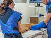 Fachzentrum für Kleintiermedizin Langenhagen, Tierarzt Dr. Bogenhagen & Stegen, DECVS - GALLERY