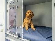 Fachzentrum für Kleintiermedizin Langenhagen, Tierarzt Dr. Bogenhagen & Stegen, DECVS - GALLERY