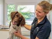 Fachzentrum für Kleintiermedizin Langenhagen, Tierarzt Dr. Bogenhagen & Stegen, DECVS - GALLERY