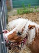 Familiencampingplatz Haselünne - GALLERY