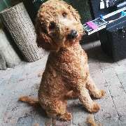 Fellness Professionelle Hundepflege - GALLERY