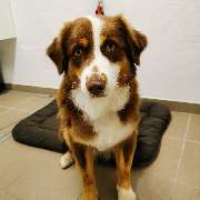 Fellness Professionelle Hundepflege - GALLERY