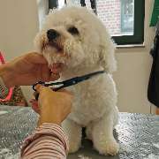 Fellness Professionelle Hundepflege - GALLERY