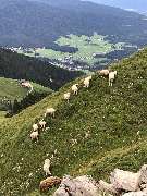 Fellschnack - 9
