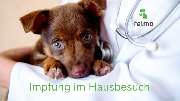 felmo Mobiler Tierarzt Düsseldorf - felmo-leistungen-Impfung im Hausbesuch.jpg