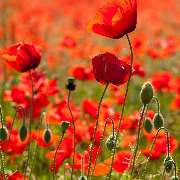 Ferienhausverwaltung & Vermietung AllerleiMeer - GALLERY