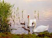 Ferienhausverwaltung & Vermietung AllerleiMeer - GALLERY