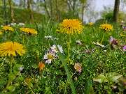 Ferienhausverwaltung & Vermietung AllerleiMeer - GALLERY