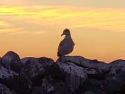 Ferienhausverwaltung & Vermietung AllerleiMeer - GALLERY