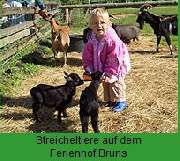 Ferienhof Bruns - 5