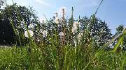 Ferienhof Pusteblume - 3