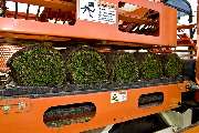 Fertigrasen-Farm Winkel-KG - 3