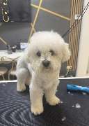 Fidogs - GALLERY